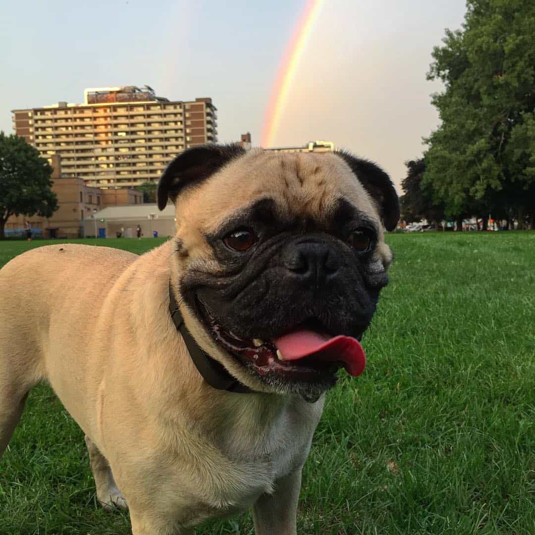 Golden Pug is standing on the green grass and looking at the camera
