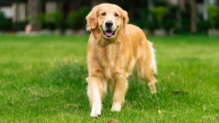 Golden Retriever Growth Chart – Everything You Should Know!