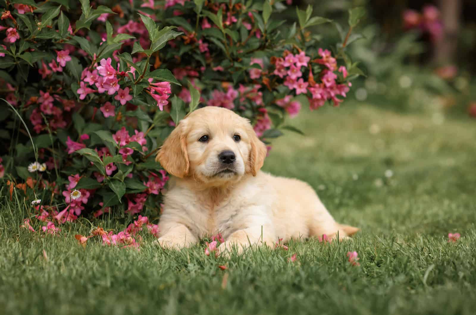 Golden Retriever is lying on the grass