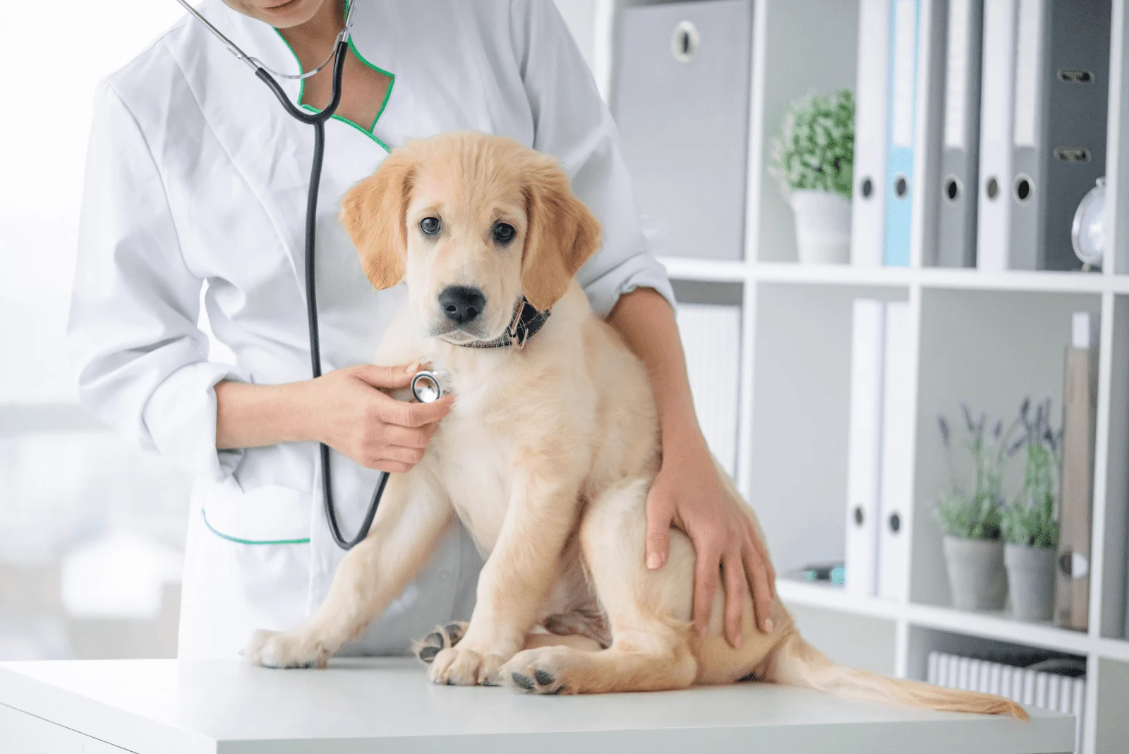 Golden Retriever puppy being examined by a veterinarian