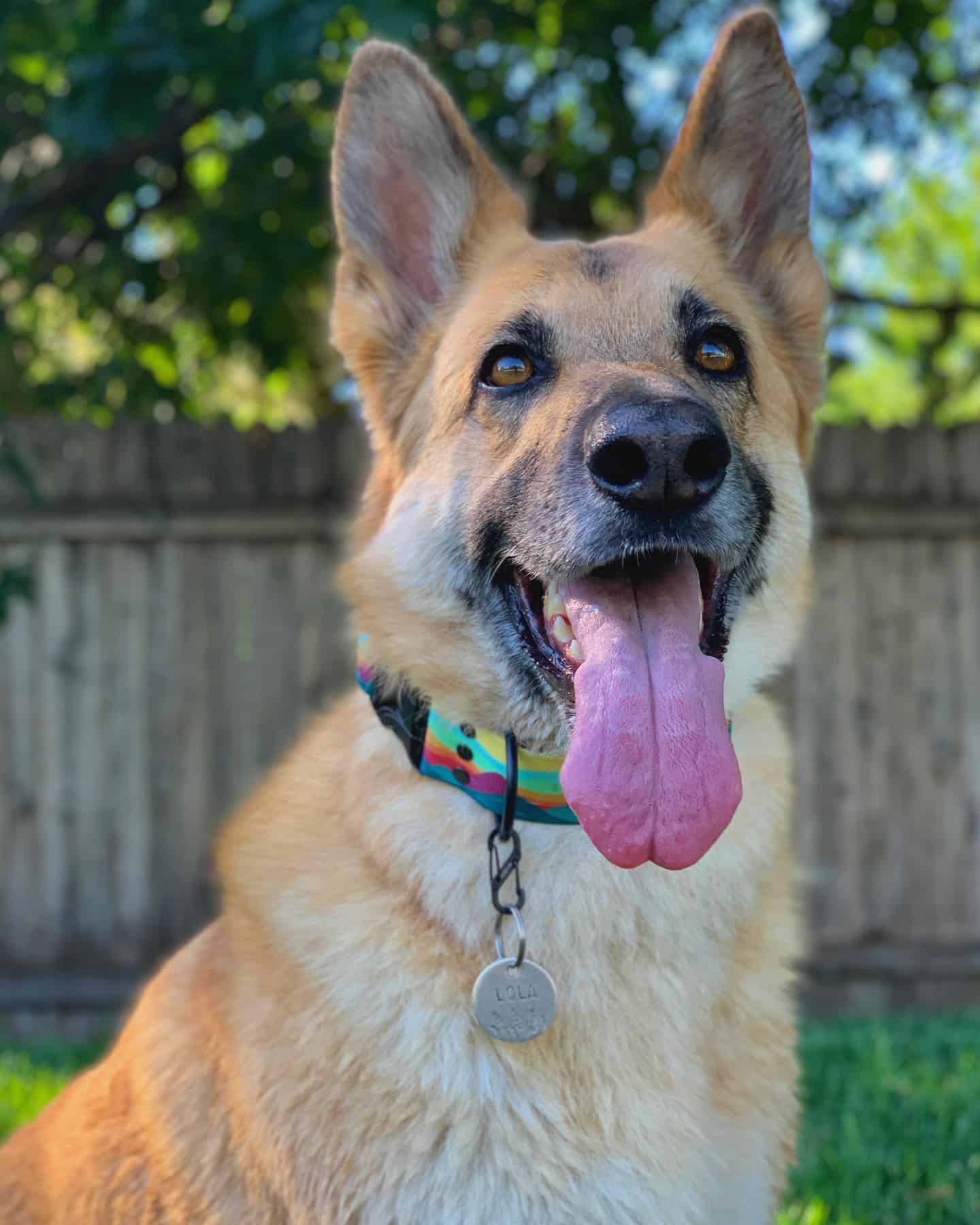 Golden Shepherd dog with tongue out