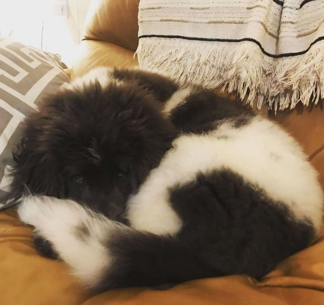 Gray And White Newfoundland