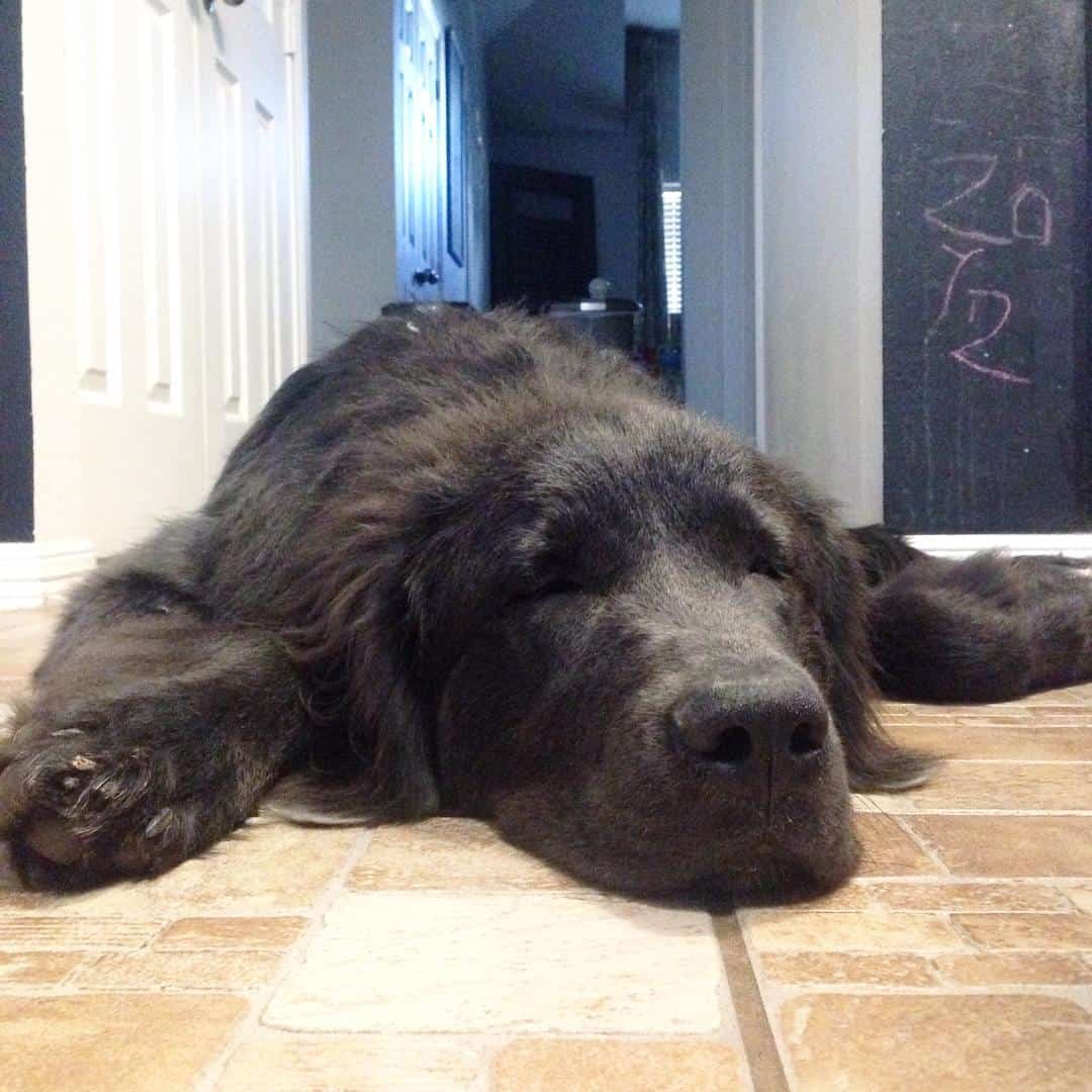 Gray Newfoundland Dog