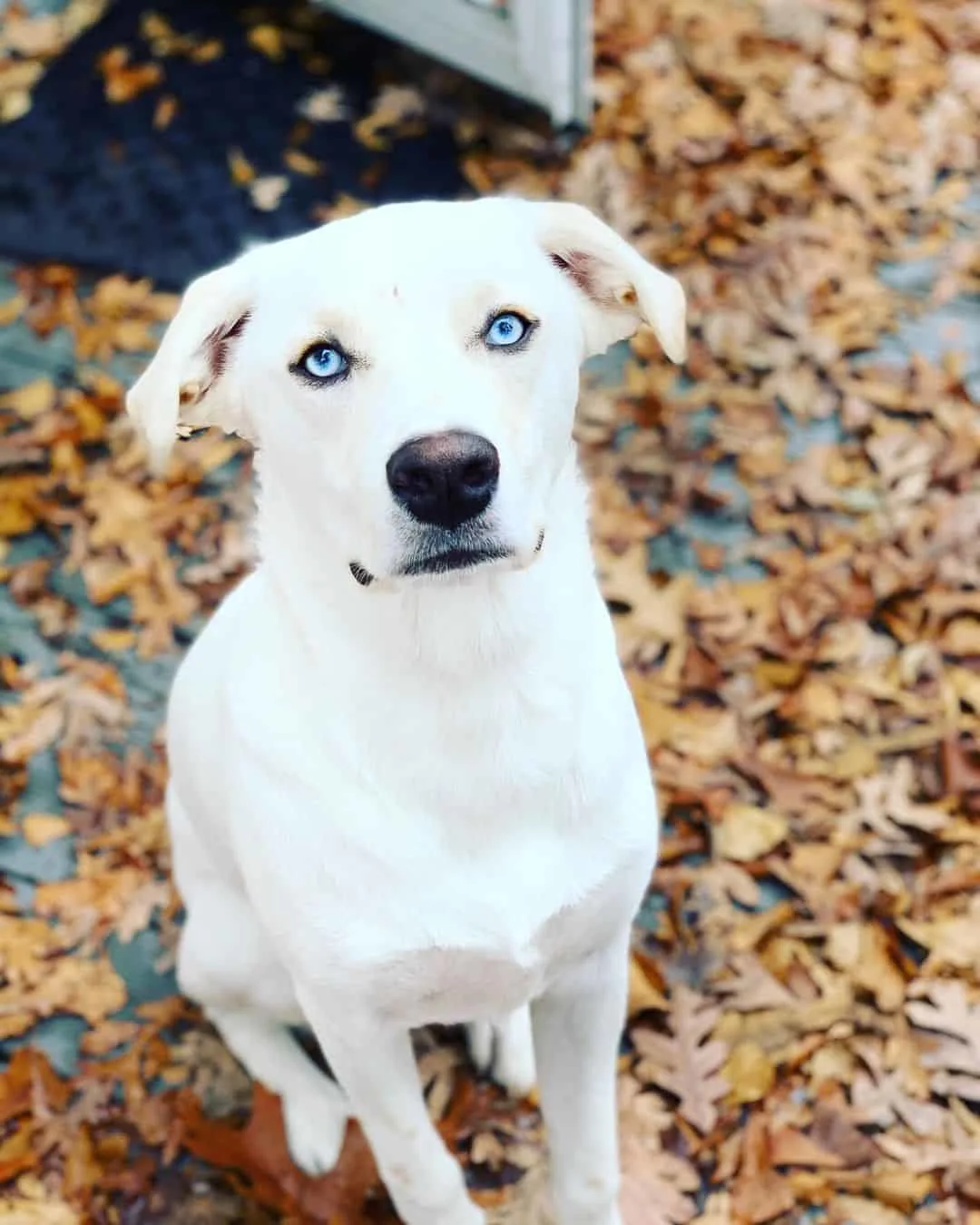 Great Dane Blue Heeler Mix