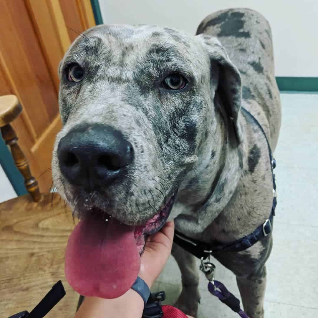 Great Dane and Cane Corso mix dog