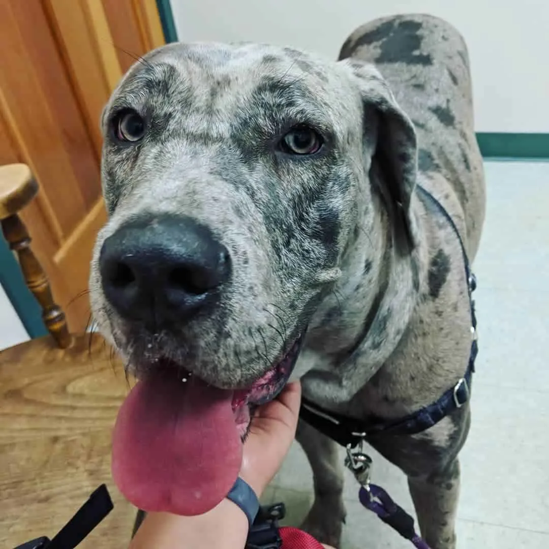 Great Dane and Cane Corso mix dog