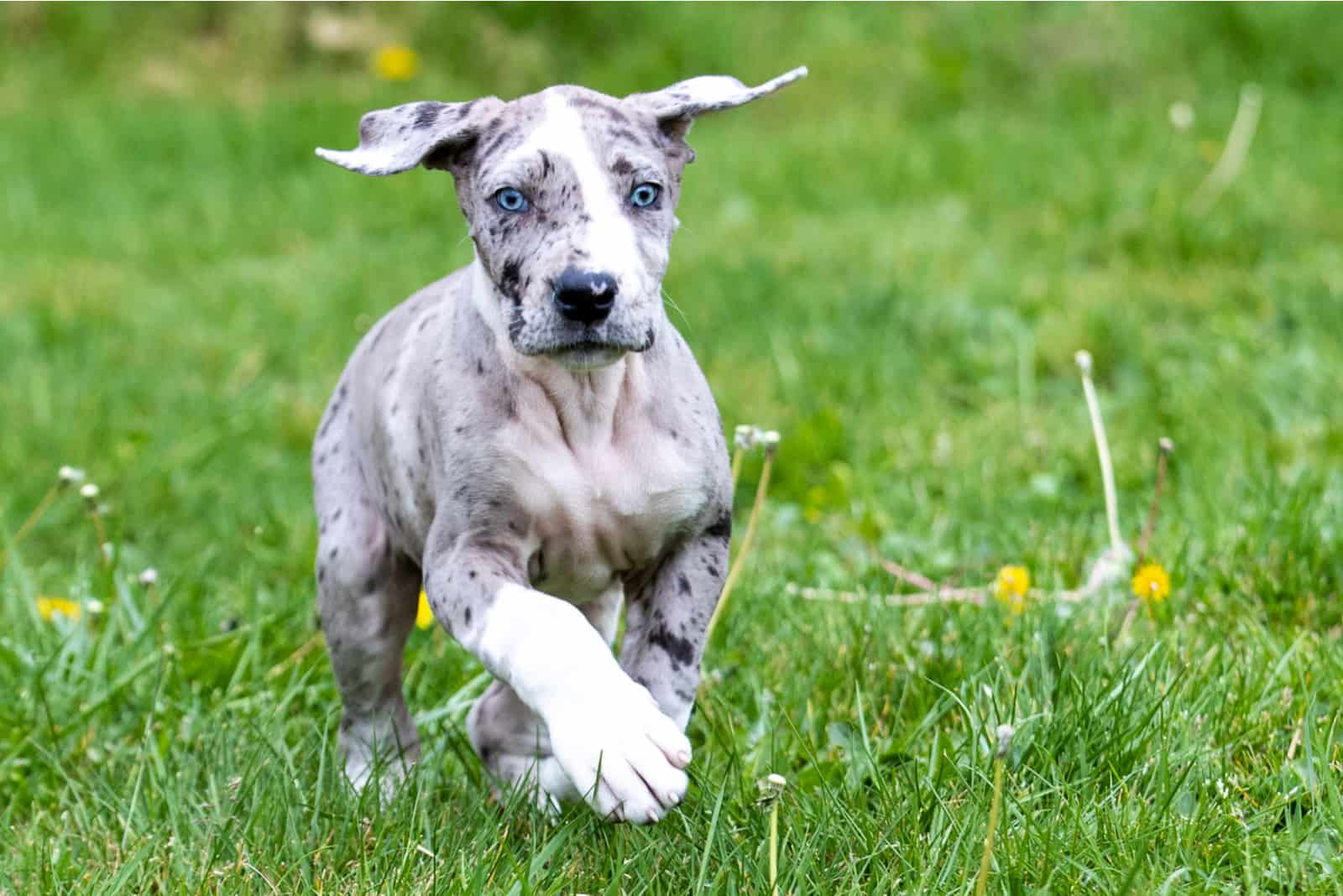 Great Dane runs across the field