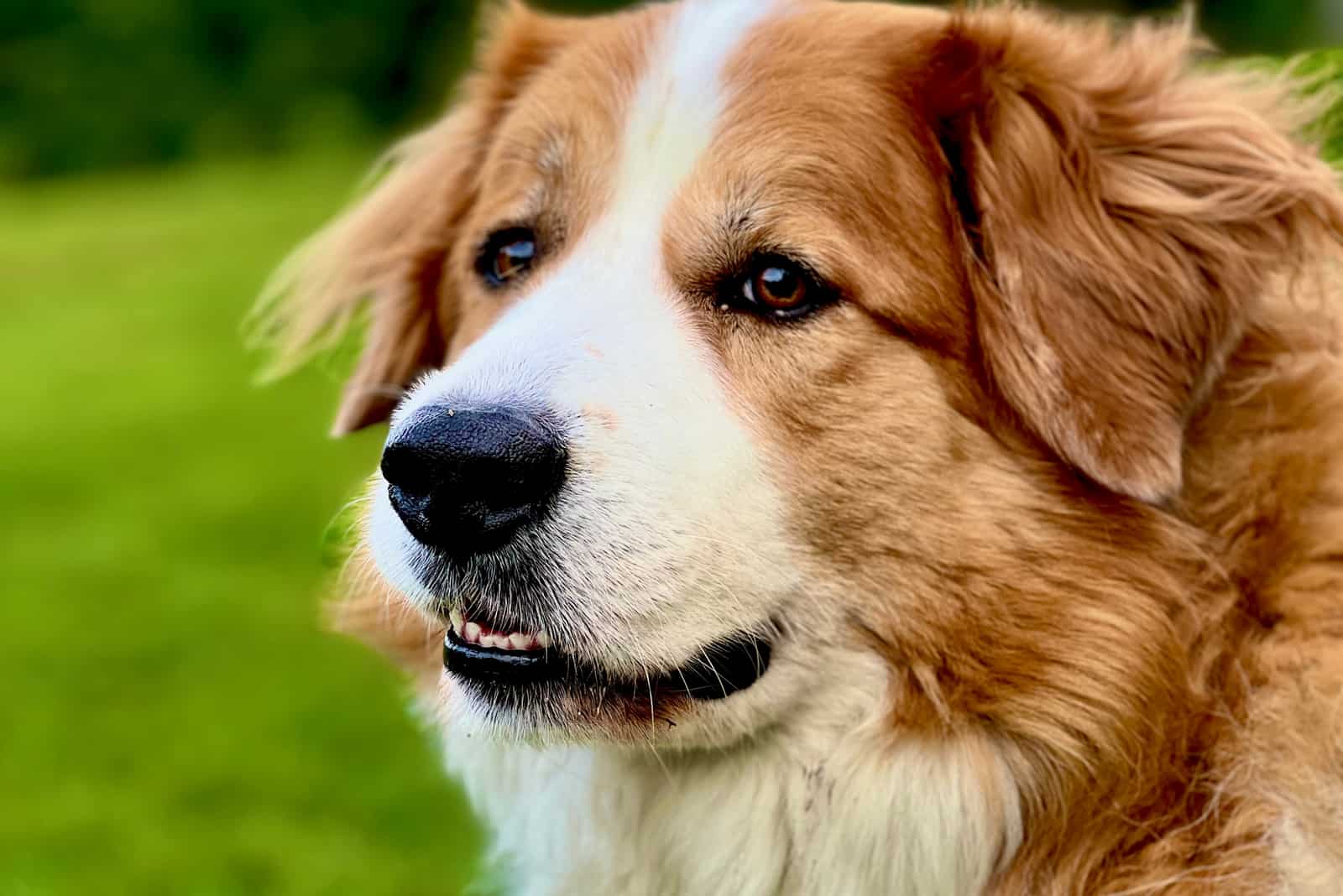 Great Pyrenees Bernese Mountain Dog Mix