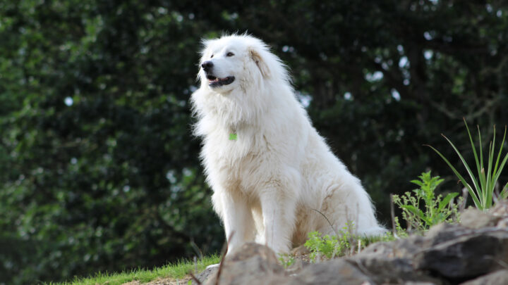 Great Pyrenees Colors: The White Color & 4 Markings