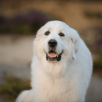 great pyrenees adult dog