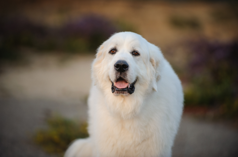 great pyrenees adult dog