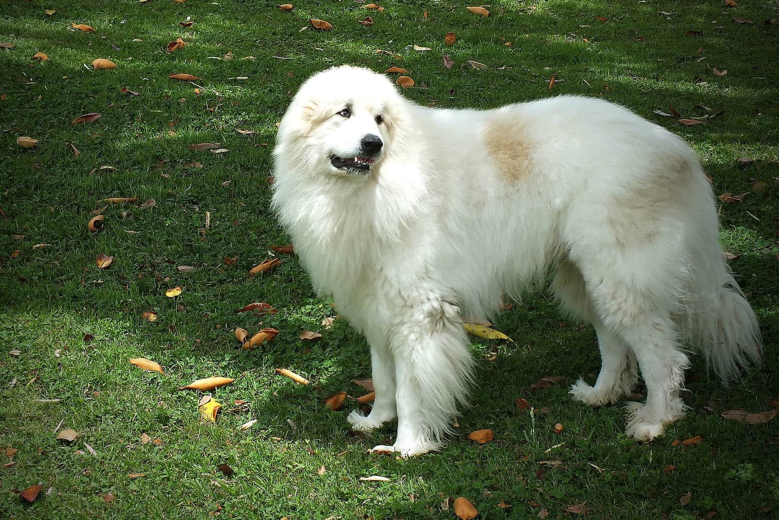 Great Pyrenees Dog Standing On Grass
