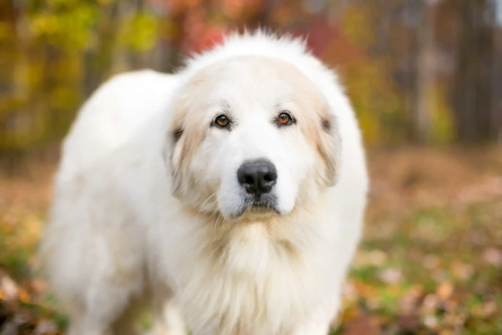 Great Pyrenees Dog in nature