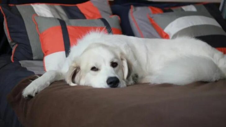 Great Pyrenees Training Tips You Didn’t Know You Needed