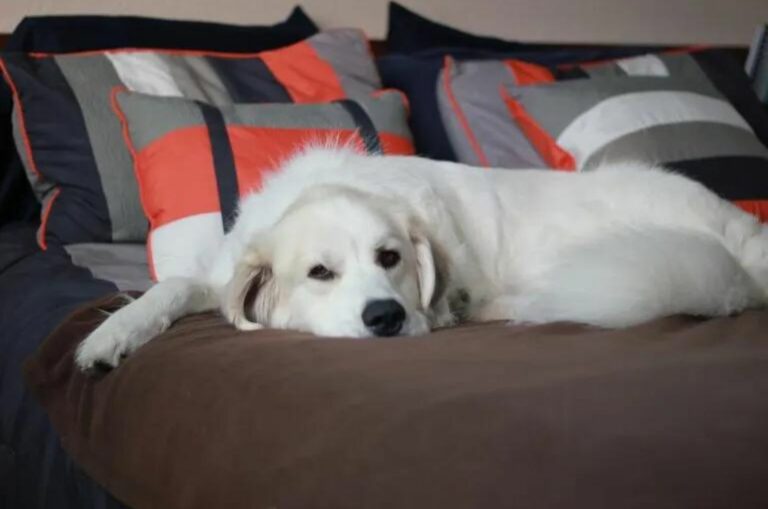 Great Pyrenees lying on bed