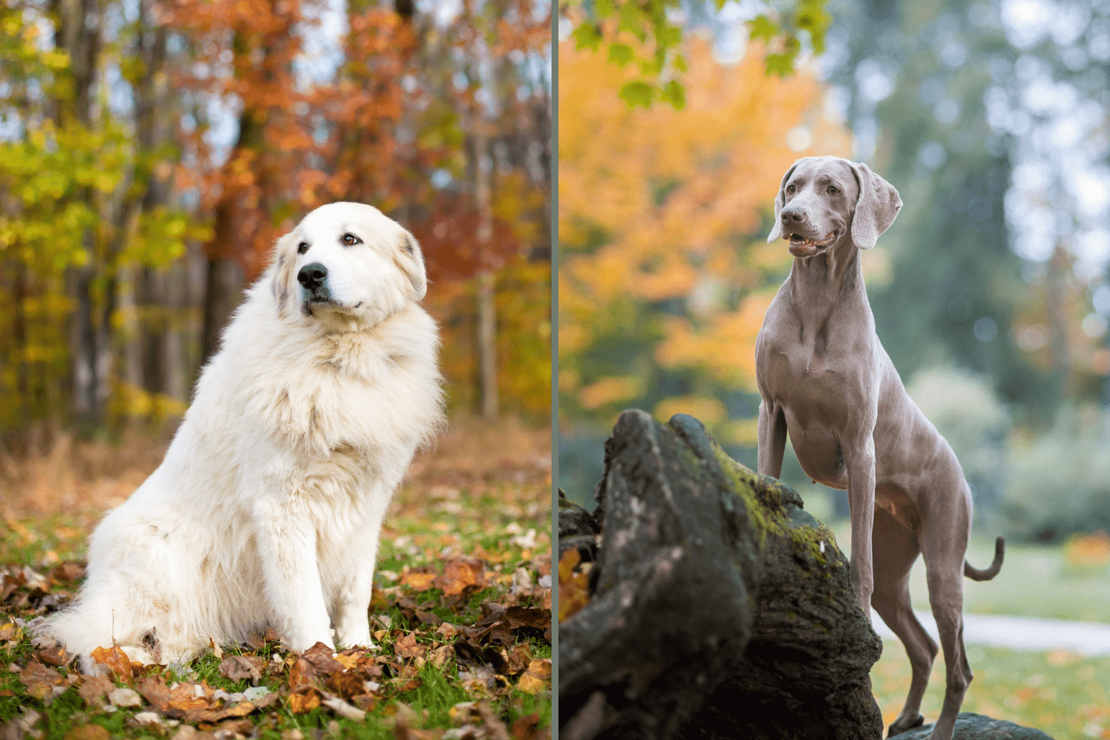 Great Pyrenees and Weimaraner dogs stand opposite each other