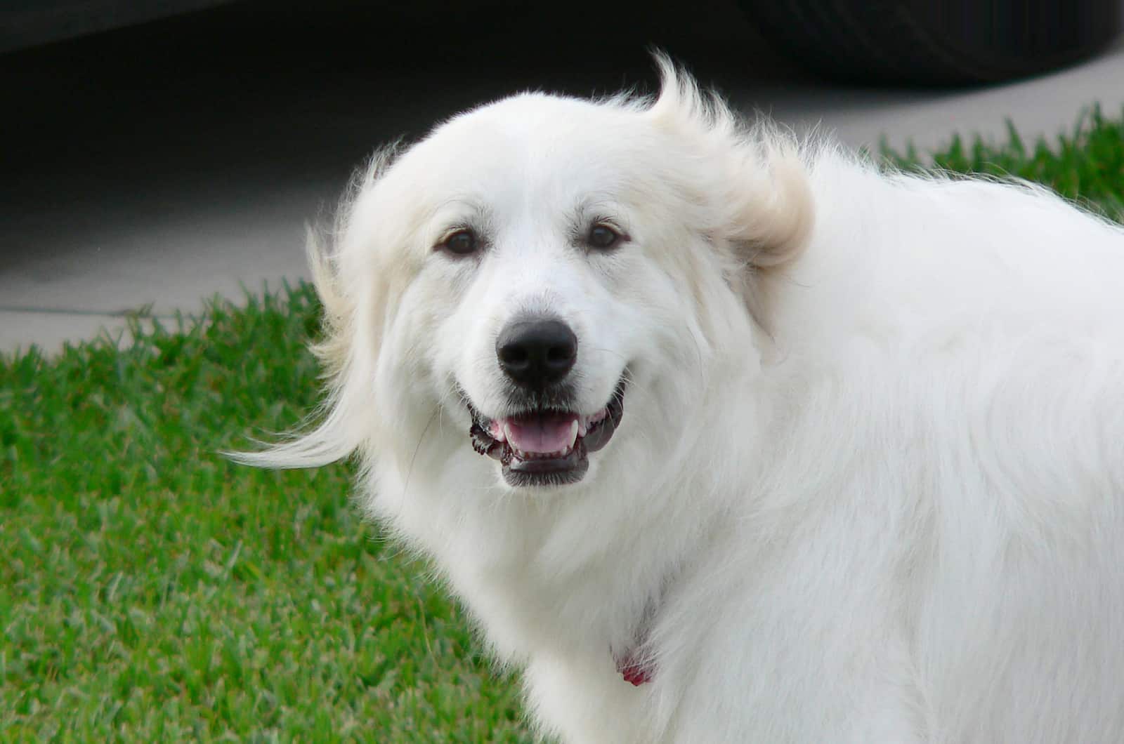 Great Pyrenees dog outdoor standing