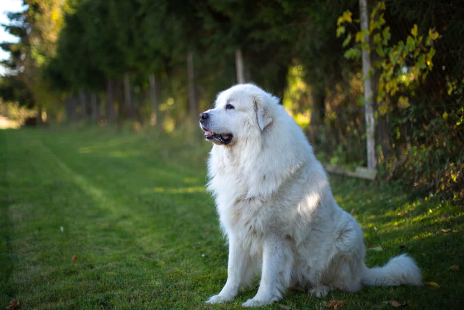 Great Pyrenees is sitting on the grass
