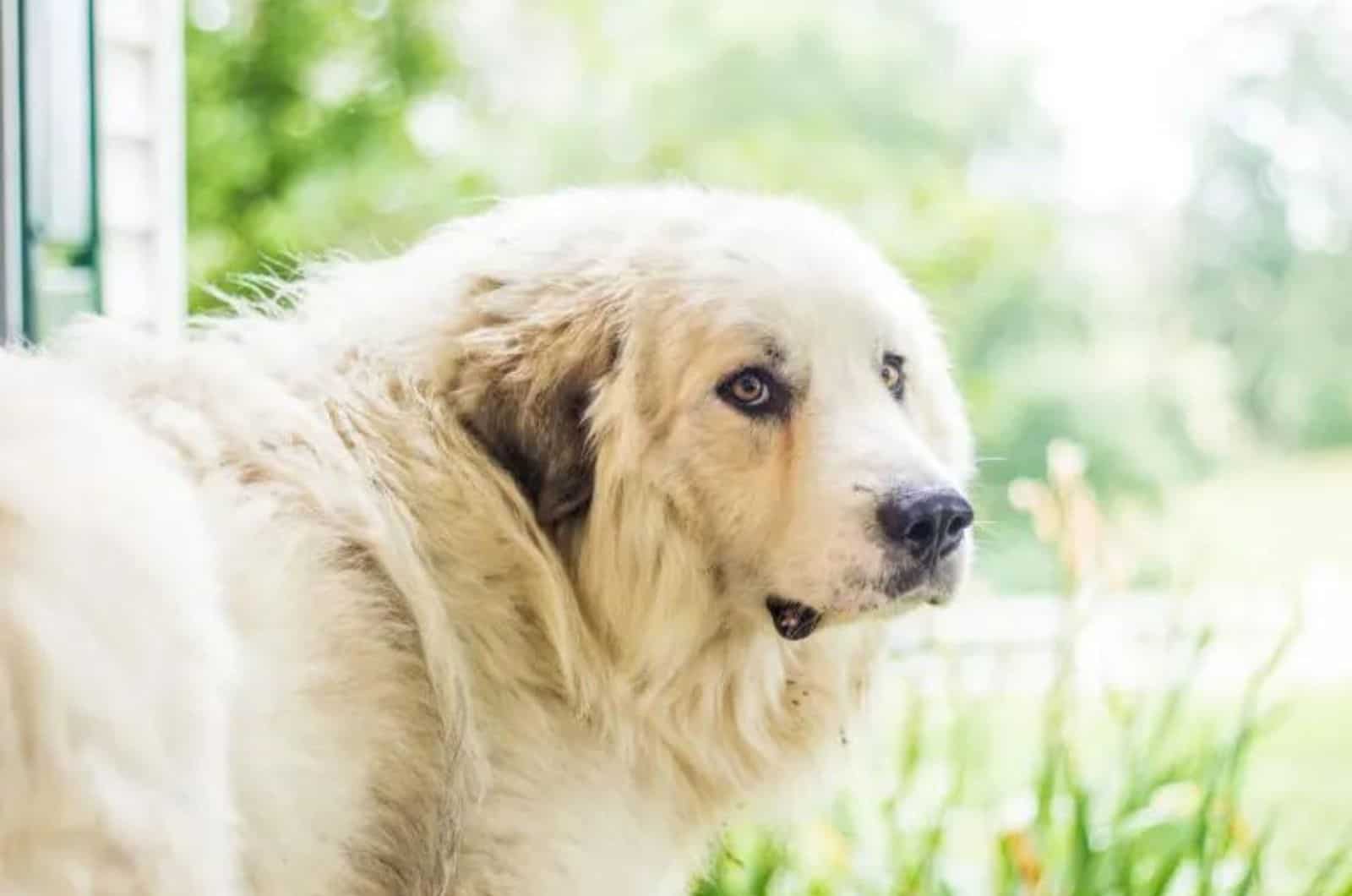 Great Pyrenees looking back