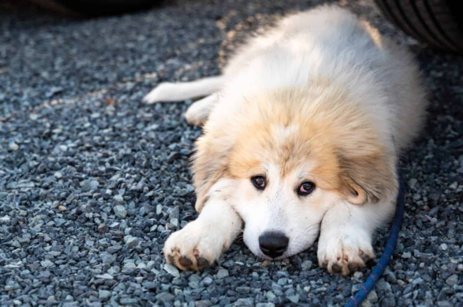 Great Pyrenees lying on ground