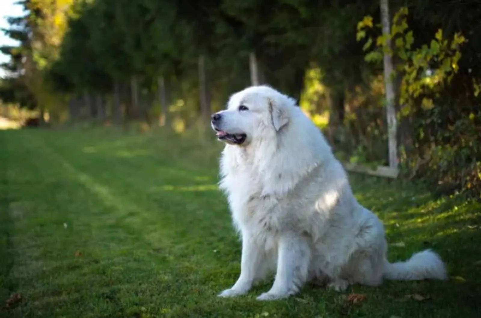Great Pyrenees sitting on grass outside