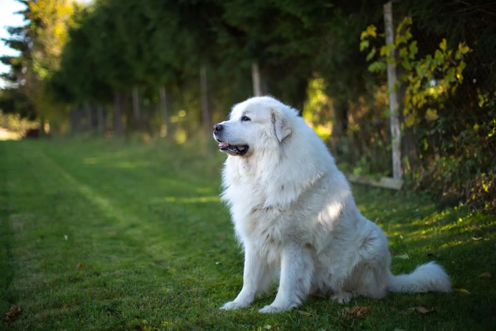 Great Pyrenees sitting on the grass