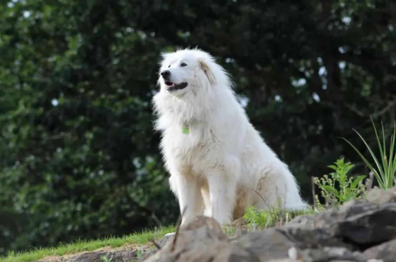 Great Pyrenees sitting outside