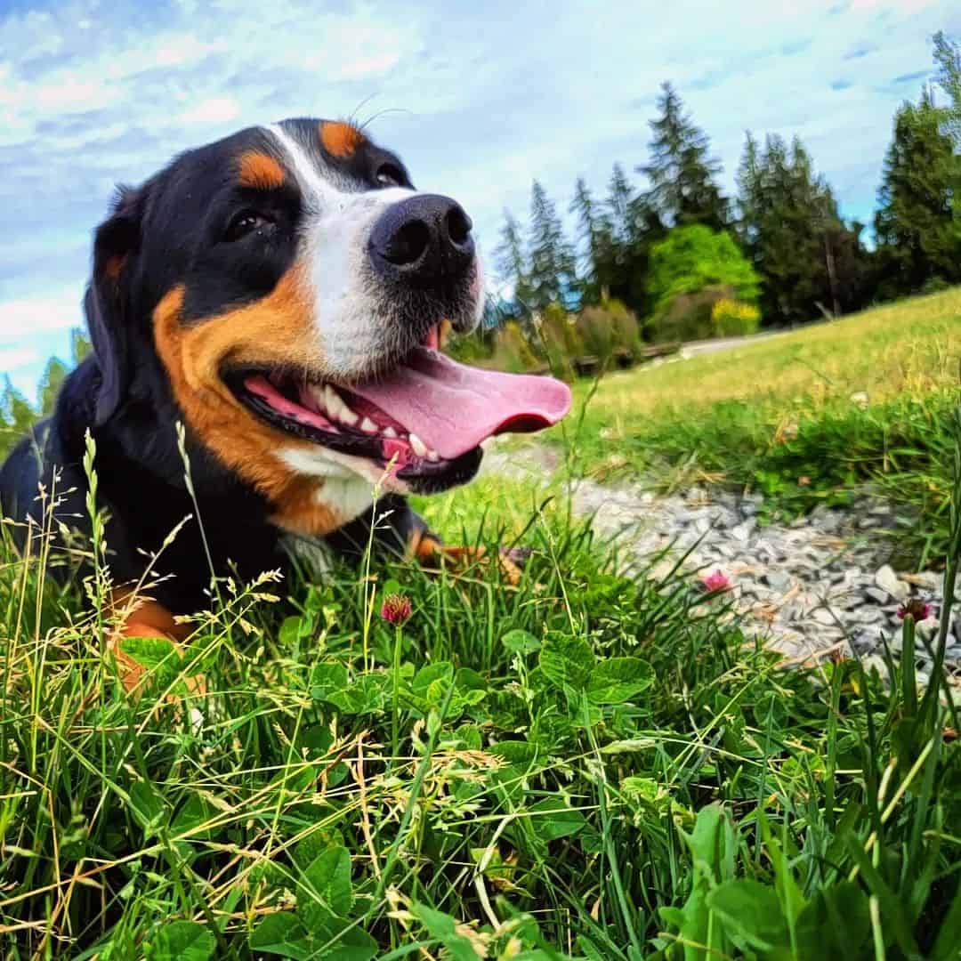 Greater Swiss Mountain Dog Bernese Mountain Dog Mix