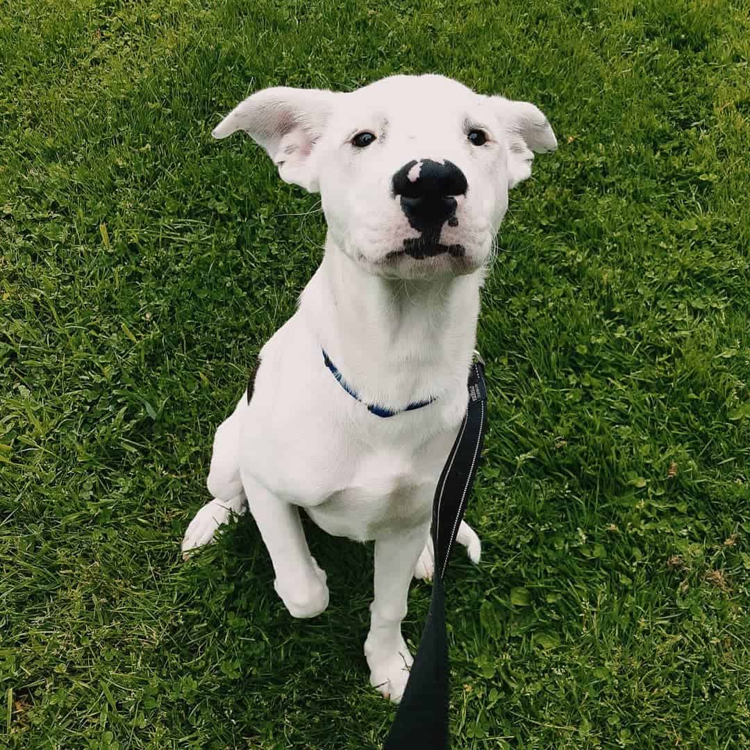 Gull Terrier on the grass