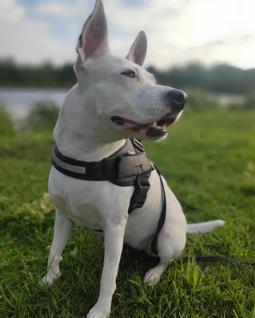 Gull Terrier sits and looks around