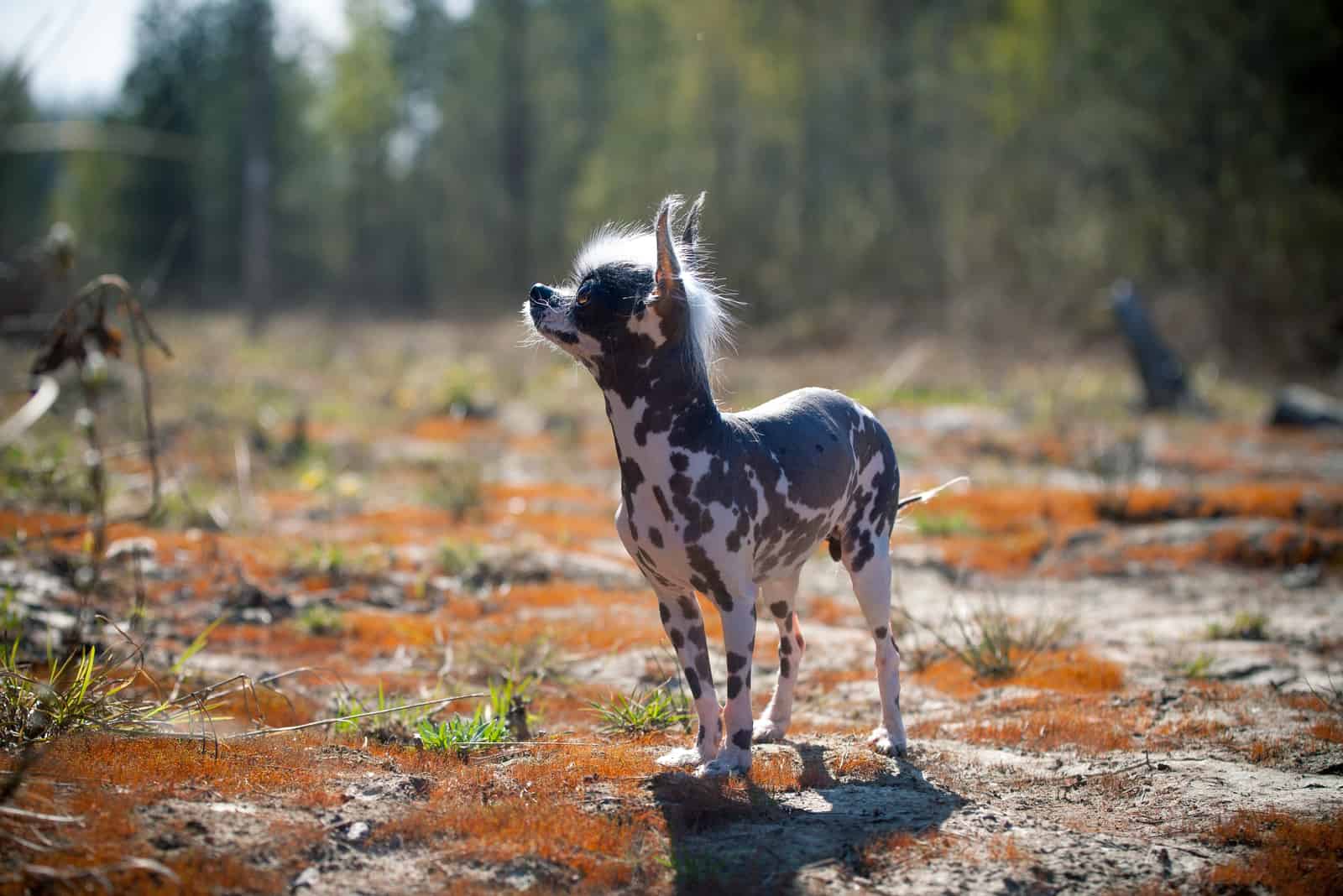 Hairless Chihuahua