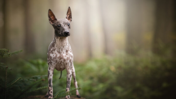 Hairless Dog Breeds: Are They Completely Extinct?