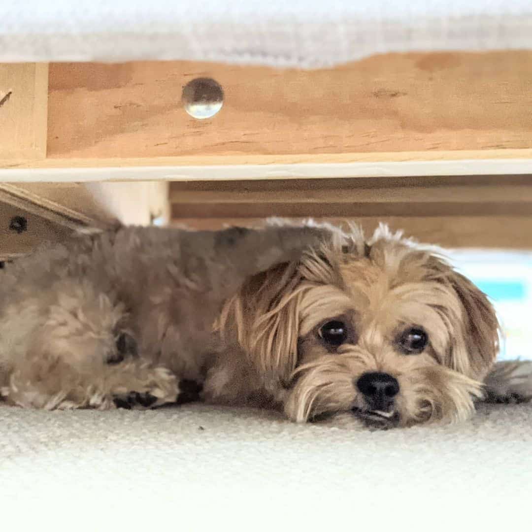 Hava-Apso lies under the bed