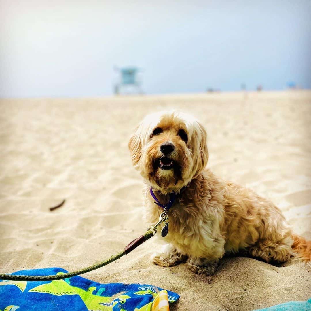 Hava-Apso sits on the sand on the beach