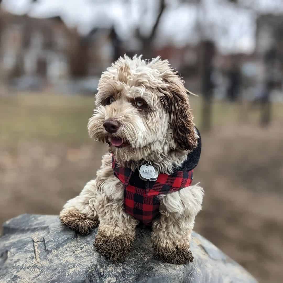 Havaco is sitting on a rock