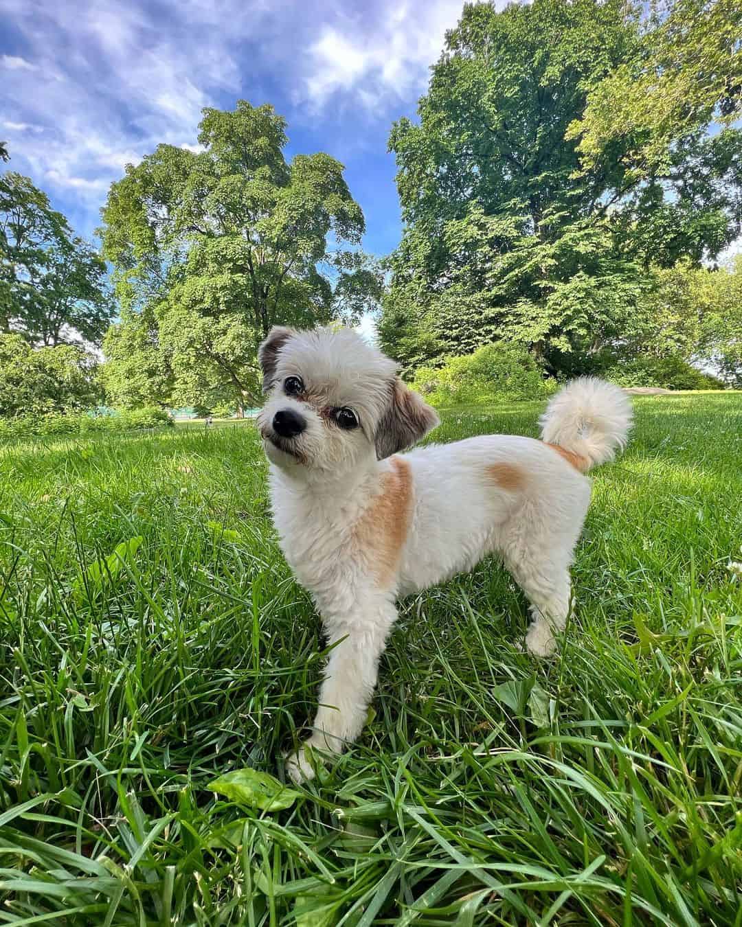 Havallon stands in the park on the green grass