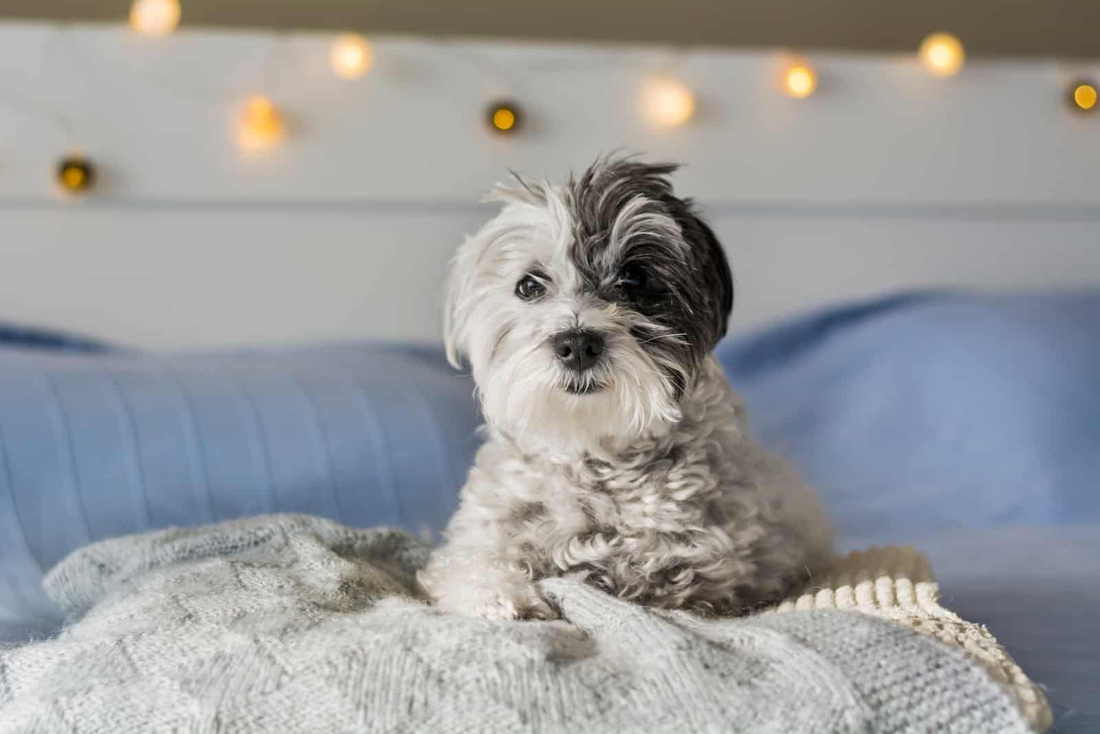 Havanese With Silver Markings