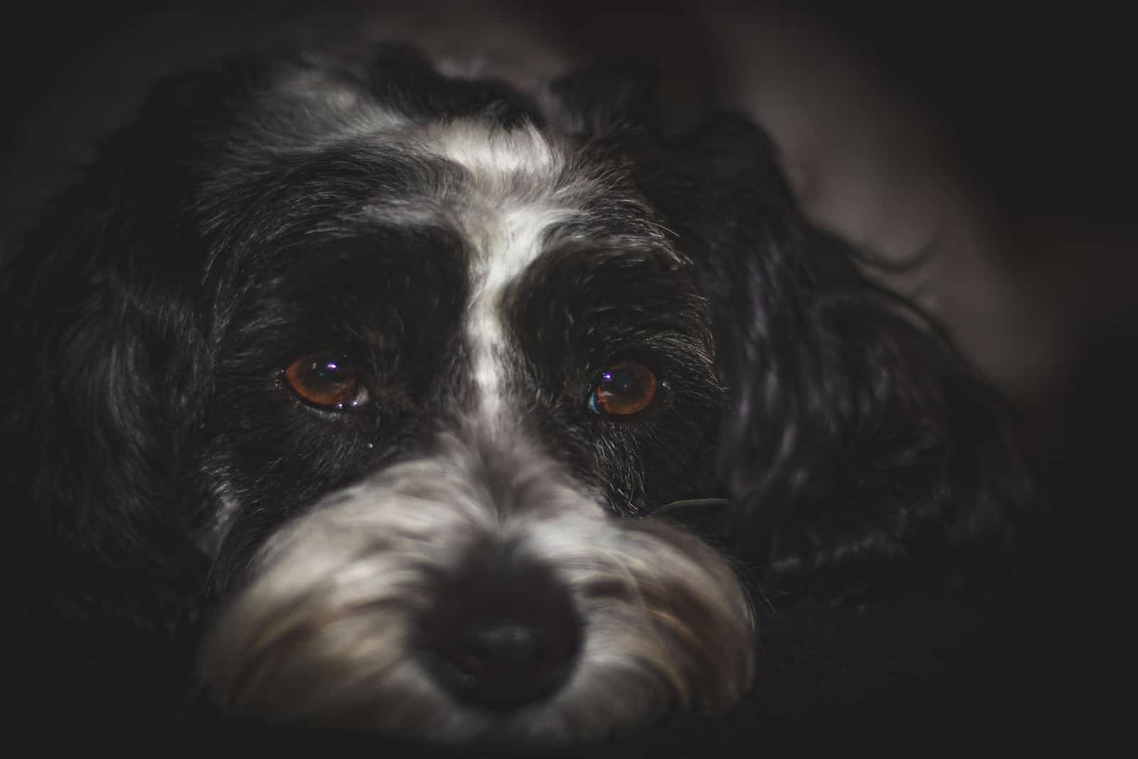 Havanese With Tan Markings