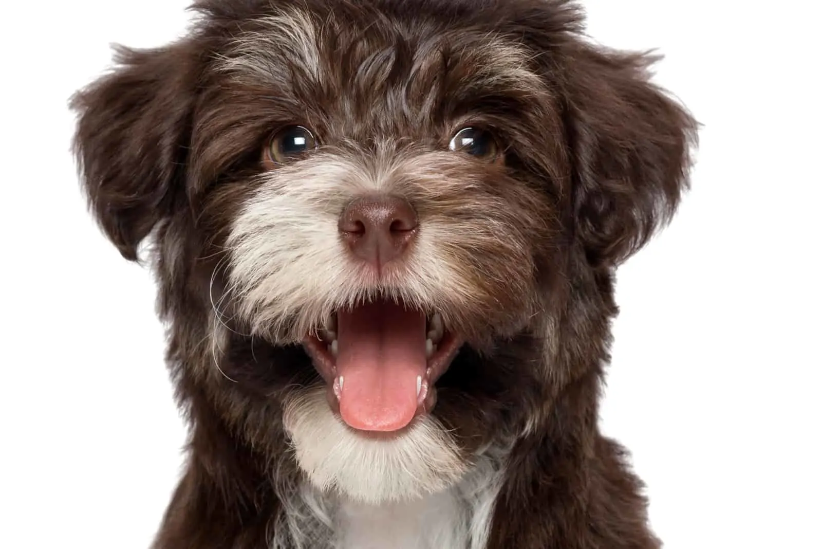 Havanese With White Markings