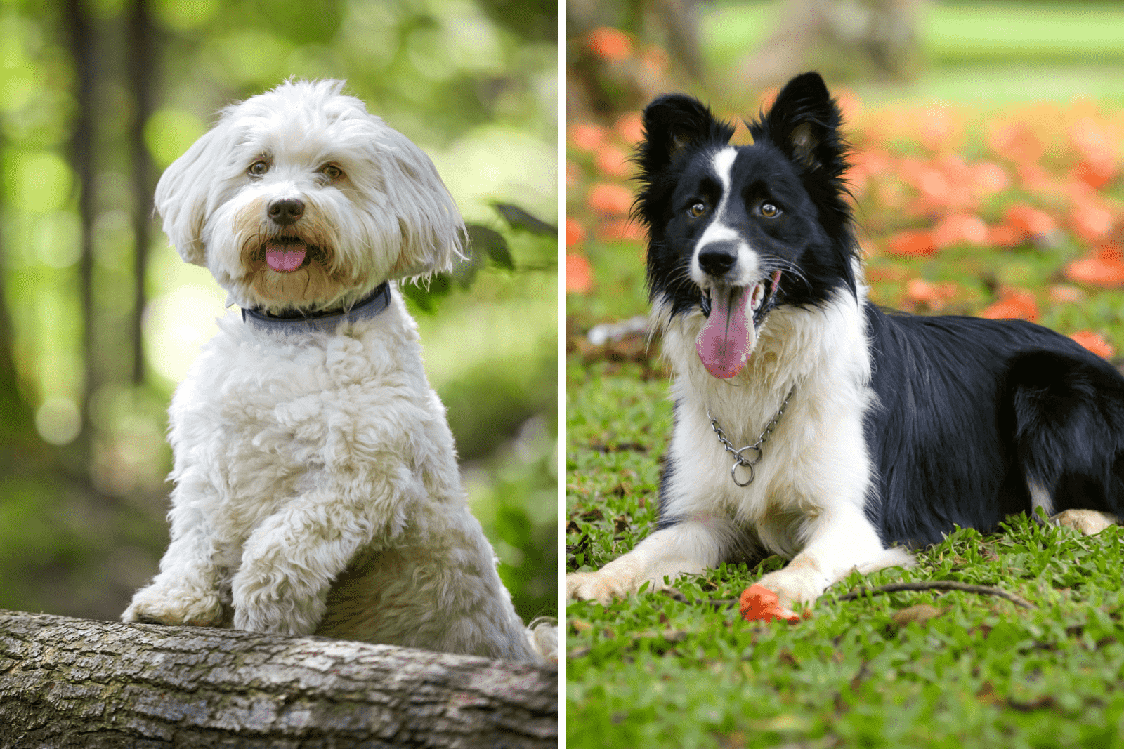 Havanese x Border Collie