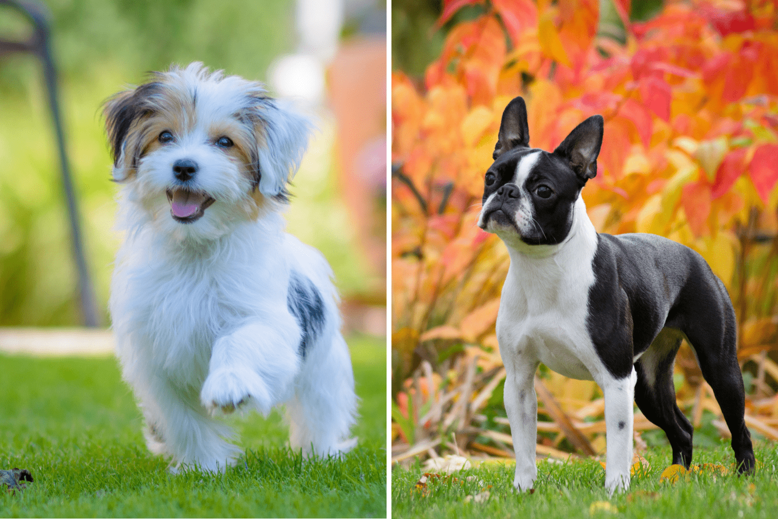 Havanese x Boston Terrier