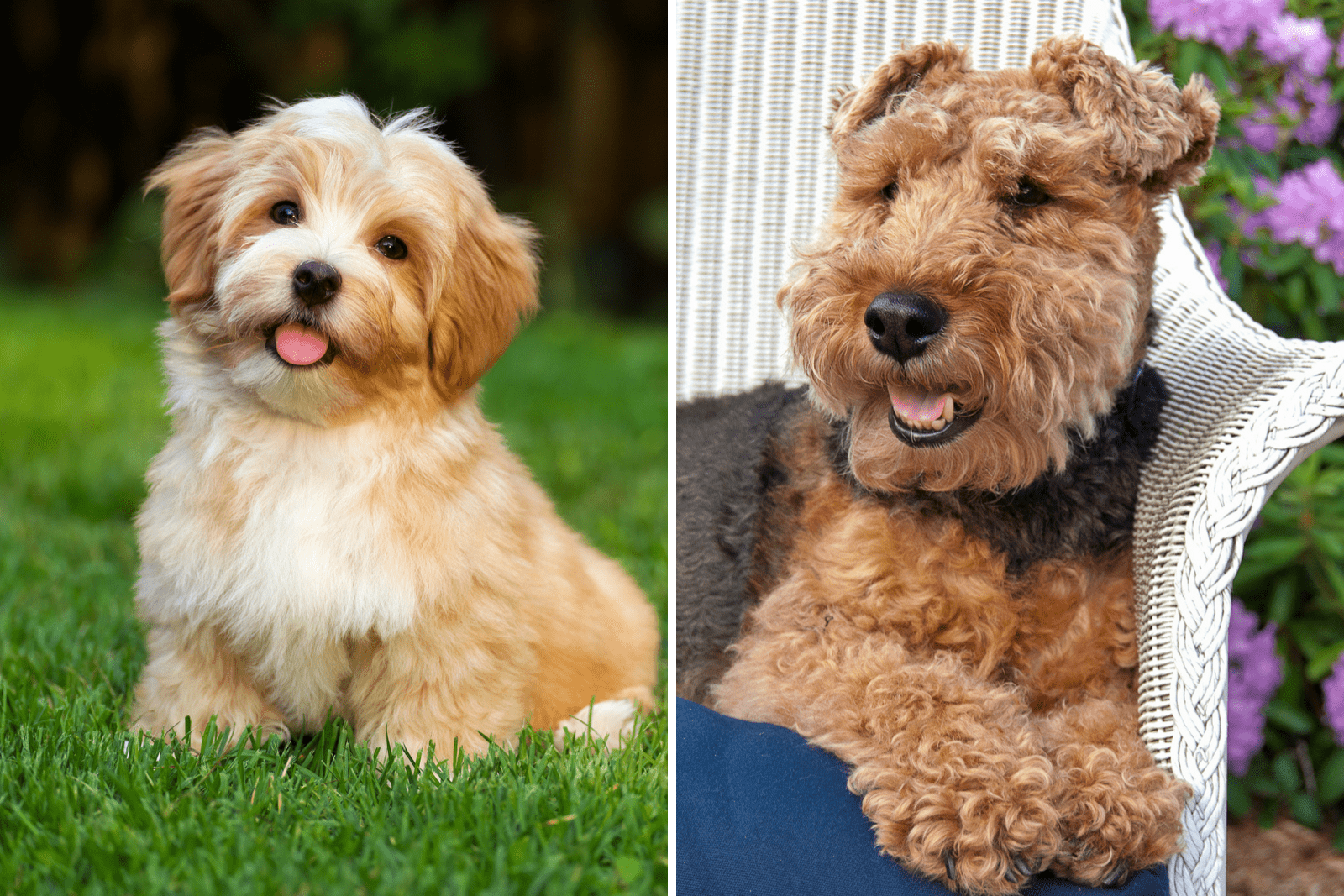 Havanese x Welsh Terrier