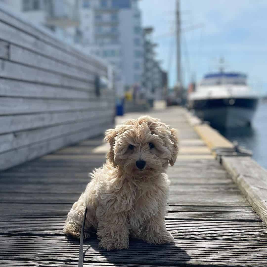 Havapoo sits on the pier