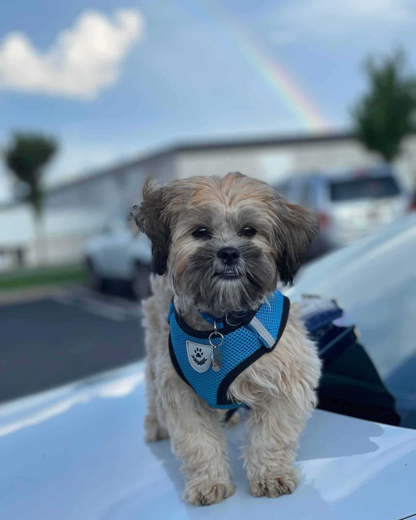 Havashu dog standing on the car