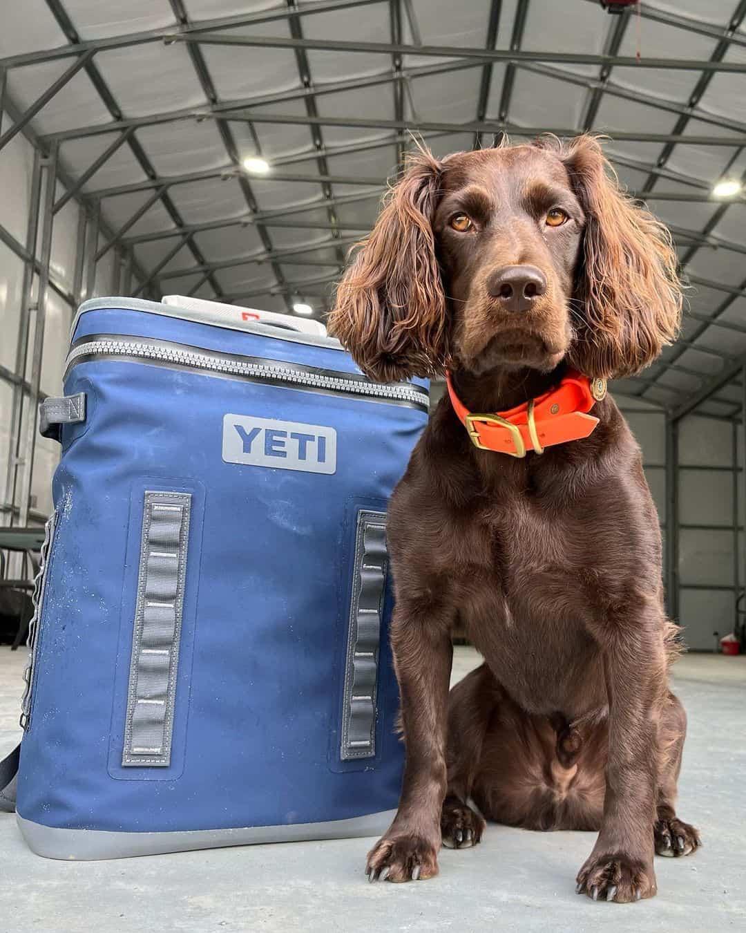 Highlights Boykin Spaniel