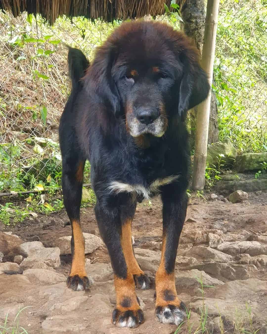 Himalayan Sheepdog stannding outdoor