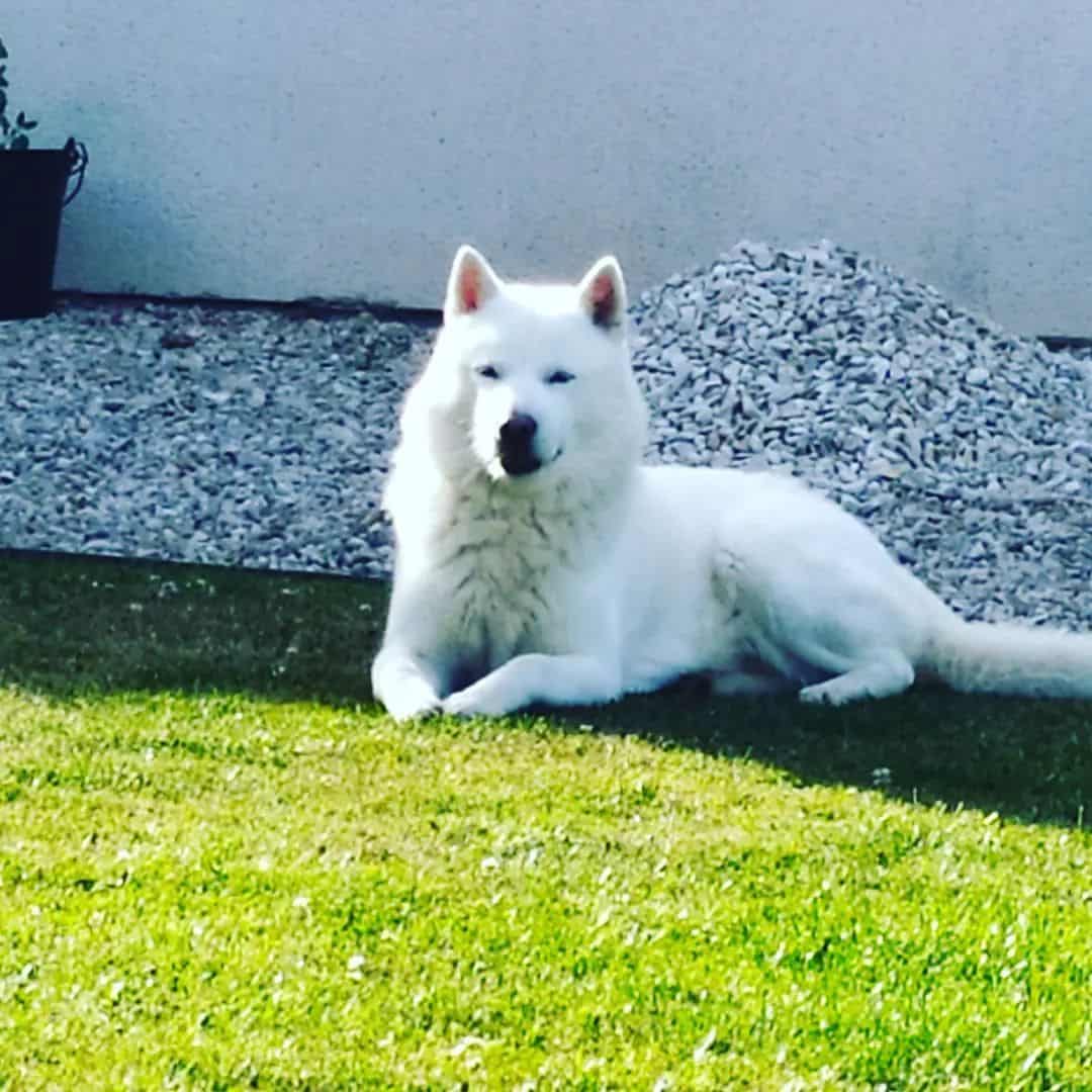 Hokkaido dog laying on the grass