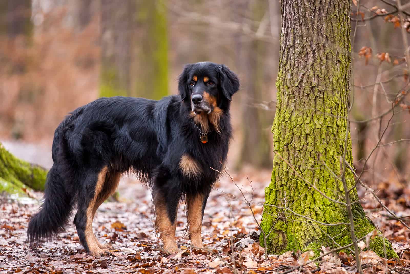 Hovawart dog in the wood