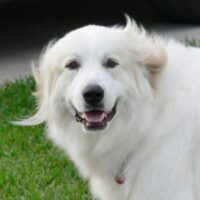 Great Pyrenees outdoor