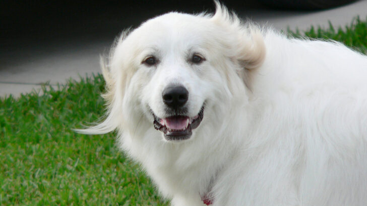 How Much Does A Great Pyrenees Cost: Price For A Big Dog